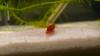 rote Posthornschnecken