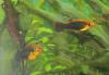 Platy-Mischlinge