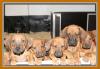 4 Rhodesian Ridgeback Mädels suchen...