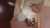 Jack-Russel Welpen 
