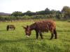 Poitou-Esel-Hengst