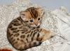 Bengal Kitten mit Stammbaum (Reserviert/ vergeben)