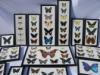 Präparierte Schmetterlinge,  Libellen,  Spinnen,  Skorpione und Insekten 
