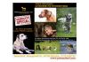 Freude schenken an Weihnachten : Fotoshooting Hunde,  Tiershooting,  Hundeshooting