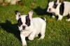 süße französische Bulldoggen Welpen