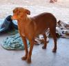 Sol sucht ein neues zu Hause