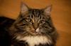 Norweger vom 07.02.2014 (2 m + 1 w) suchen neues Personal