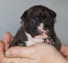 Französische Bulldoggen Welpen zu mitte/ ende Februar 2015 mit Pap.