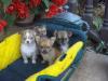   Typvoller Chihuahua Welpe aus Seriöser Zucht,  sucht Dich!
