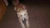Mischling,  Huskymischling