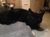 liebevoller Kater sucht neues Zuhause