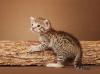 Wunderschöne Bengal kitten