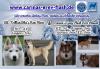  Wir erwarten im März reinrassige wunderschöne VDH/  FCI Siberian-Husky Welpen 