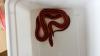 Königspythons, Bambusnattern, Kornnattern, Schönnattern, Hausschlangen...