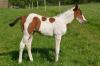 top Paint Horse Stutjährling