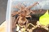 XXL Theraphosa stirmi,  tolle Tiere aus Surinam