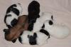 Malteser/ Shih Tzu Welpen zu reservieren