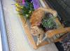 Norwegische Waldkatze jungkater red/ white Papiere, Impfungen sehr verschmust