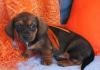 Bandit-Miniatur Dackel Jungen