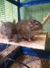 Degu Gruppe Männlich