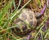 Griechische Landschildkröten 