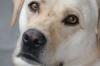 hübscher Labrador Deckrüde