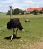 Vogelstrauß quartett,  trio,  alle Hennen legen Eier
