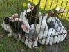 verschiedene hasenbabys 