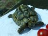 Griechische Landschildkröte Schildkröte ,  männlich,  18 Jahre aus Freilandhaltung