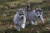 Siberian Husky Welpen Vater Europasieger
