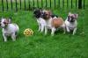 Französische Bulldoggen, Welpen mit Papieren.