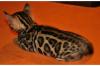 Wunderschöne rossetted Bengalkitten (m/ w) abzugeben.