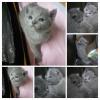 Russisch blau bildhübsche Kitten m.Stammbaum/ Impfpass, ab August oder nach Abspra