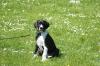 Deutsche Dogge VDH/ DDC