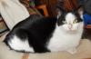 Vermisst,  unsere schwarz-weiße Katze