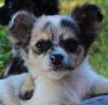 Chihuahuawelpe,  Blue merle-white  Langhaar