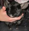 Ebony Extra Dark /  Ebony Homo Chinchilla Weibchen abzugeben
