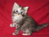 Twinkle Twixx,  Katze,  black silver torbie white,  mit Papieren