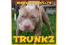 Top ** American Bully/  Pit-Bully Welpen aus Topverpaarung zu verkaufen !!!!