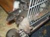 süße Ratten Böcke suchen neues liebevolles Zuhause