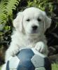 Wurferwartung! Top Golden Retriever Welpen mit VDH/ GRC Ahnentafel