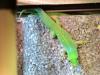 Geckos,  Phelsuma Pasteuri