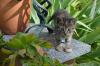 Katzenbaby