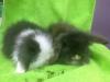Teddywidder,  Kaninchen Pärchen,  8 Wochen