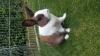 Snoopy (8 mon.,  geimpft u. kastriert) sucht dringend ein neues zu Hause
