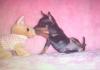 SUCHE Mini/ XXS Prager Rattler Welpe in Black&Tan