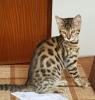 Bengalkitten 16 Wochen /  Sofort abzugeben 