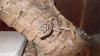 leopardgeckos