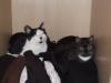 2 Hauskatzen,  11 Jahre alt,  abzugeben