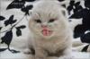 Bkh Babys m.Stammbaum suchen ein liebes zu Hause 